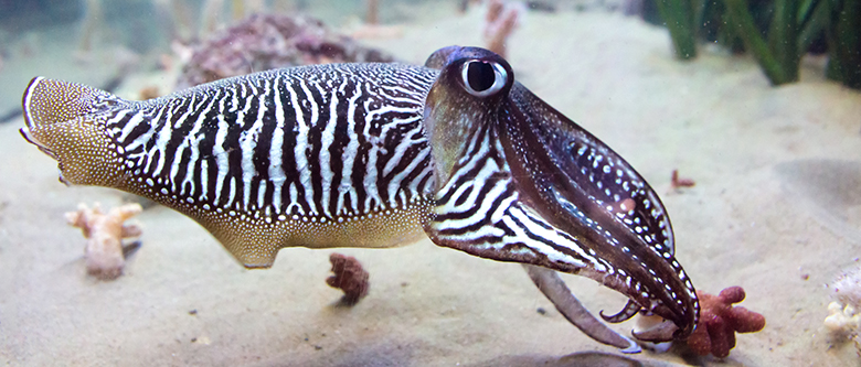 Chulalongkorn University Selected as Southeast Asian Malacological Society Headquarters