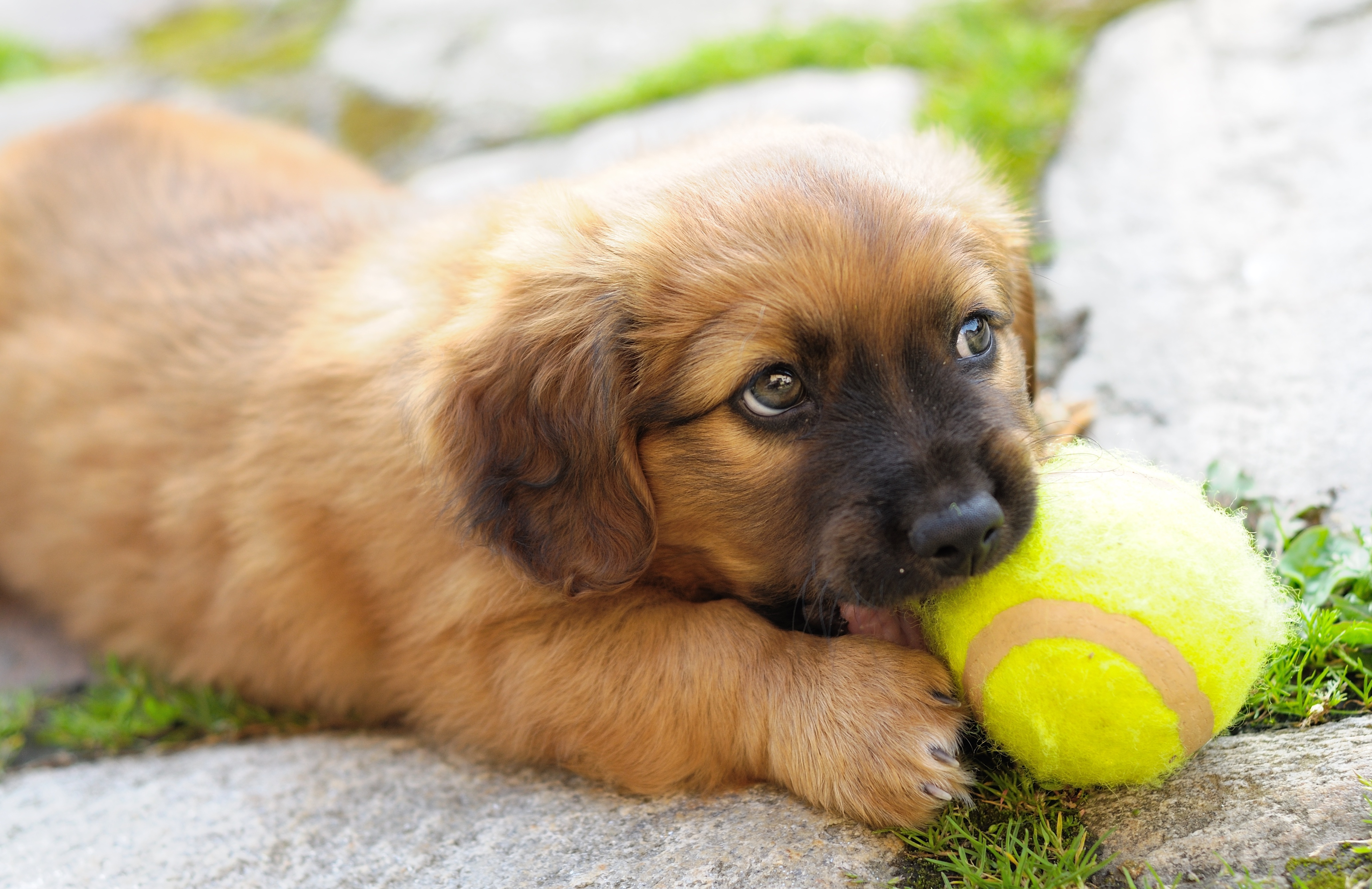 ชั้นเรียนสำหรับลูกสุนัข (Puppy class)