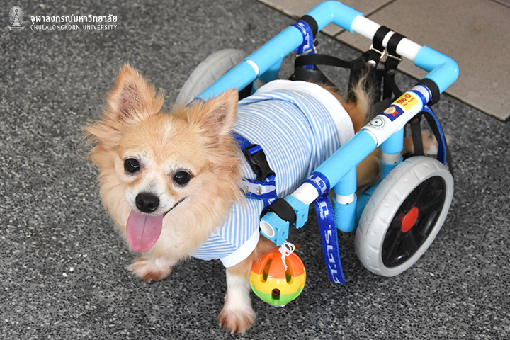Wheel Chair We Share Project for Cats and Dogs
