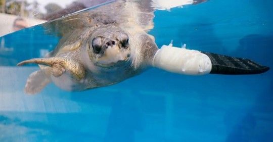 Thailand helps sea turtle swim again with prosthetic flippers