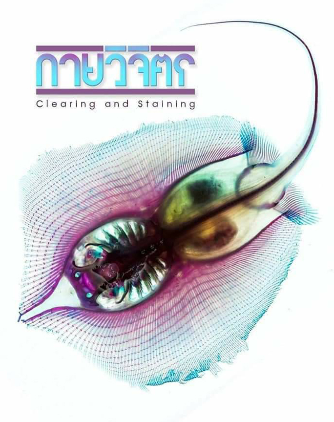 เชิญชมนิทรรศการ “กายวิจิตร” (Clearing and Staining)          ณ พิพิธภัณฑ์มหาวิทยาลัย