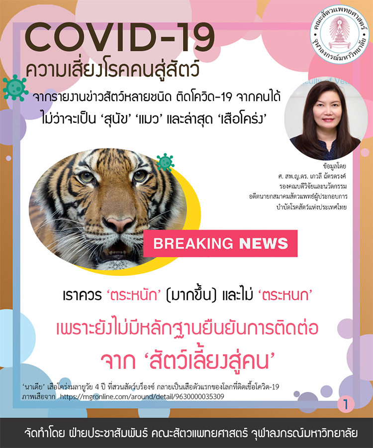 สัตวแพทย์ จุฬาฯ แนะข่าว “โควิด-19 ในเสือโคร่ง”  ควรตระหนัก แต่อย่าตระหนก ยังไม่พบหลักฐานการติดต่อจาก “สัตว์สู่คน”