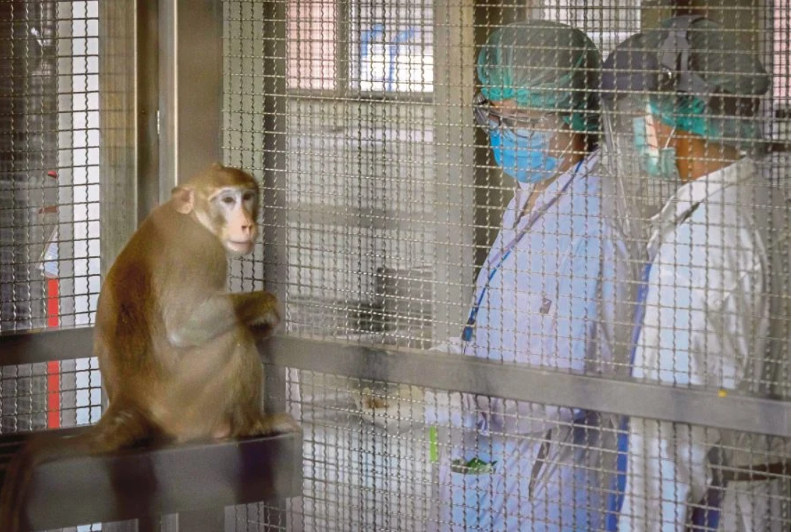 Covid-19 vaccine: Thailand hopes to start human clinical trials this year