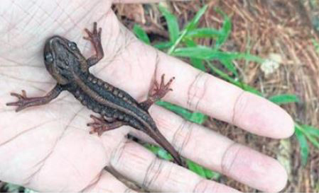 New type of newt found in pollution-free forest