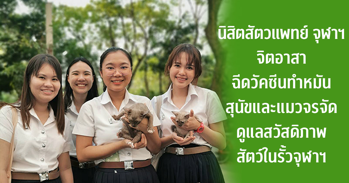 นิสิตสัตวแพทย์จิตอาสา ฉีดวัคซีน ทำหมันสุนัข-แมวจรจัดในรั้วจุฬาฯ