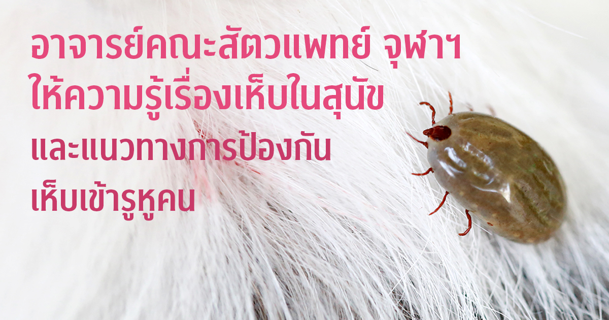 อาจารย์คณะสัตวแพทย์ จุฬาฯ ให้ความรู้เรื่องเห็บในสุนัข และแนวทางการป้องกันเห็บเข้ารูหูคน
