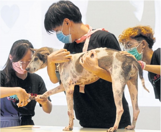 Photo News: Paws for thought