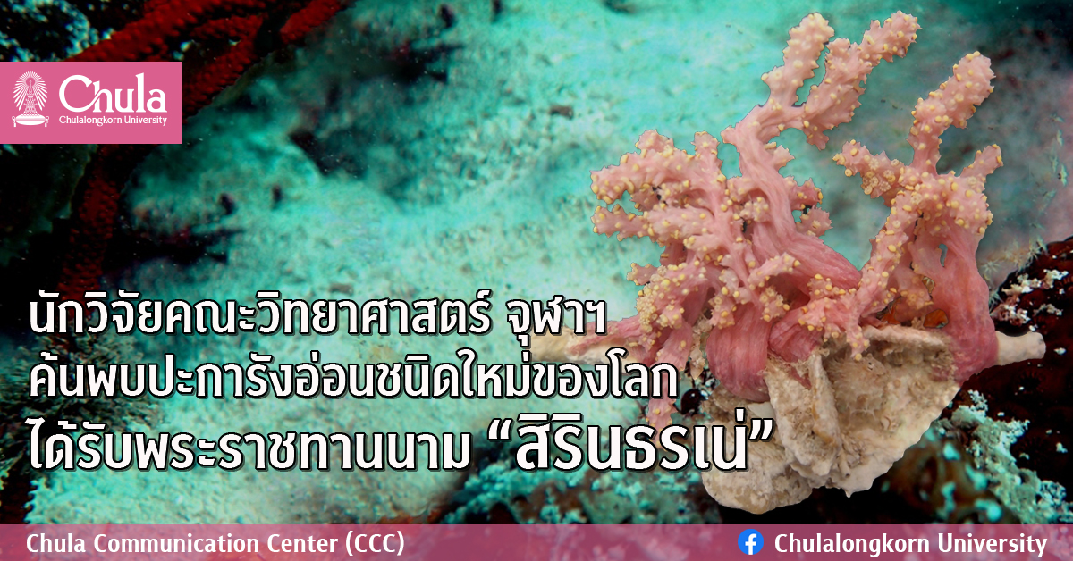 นักวิจัยคณะวิทยาศาสตร์ จุฬาฯ ค้นพบปะการังอ่อนชนิดใหม่ของโลก ได้รับพระราชทานนาม “สิรินธรเน่”