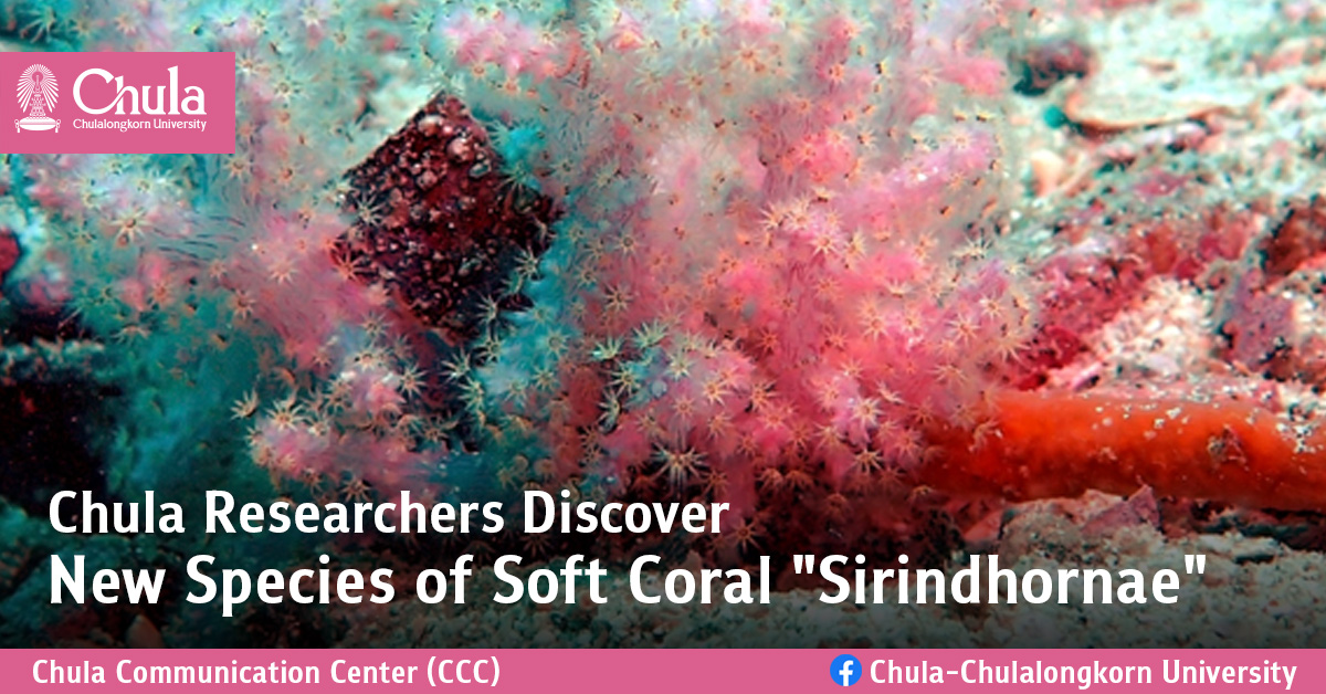 Chula Researchers Discover New Species of Soft Coral “Sirindhornae”