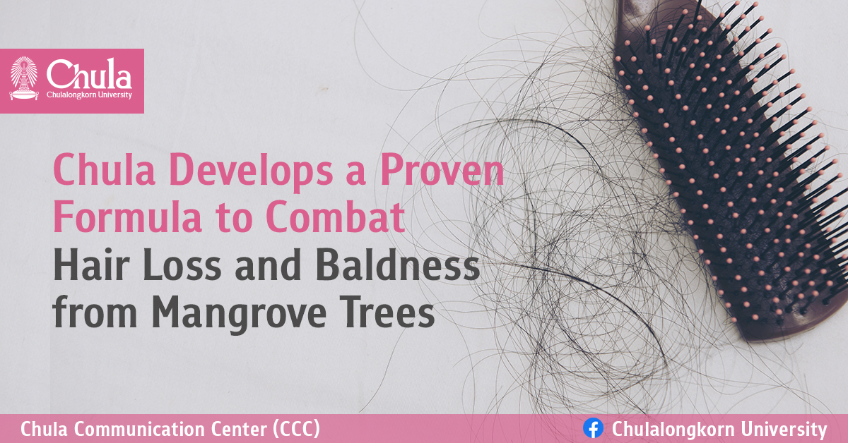 Chula Develops a Proven Formula to Combat Hair Loss and Baldness from Mangrove Trees