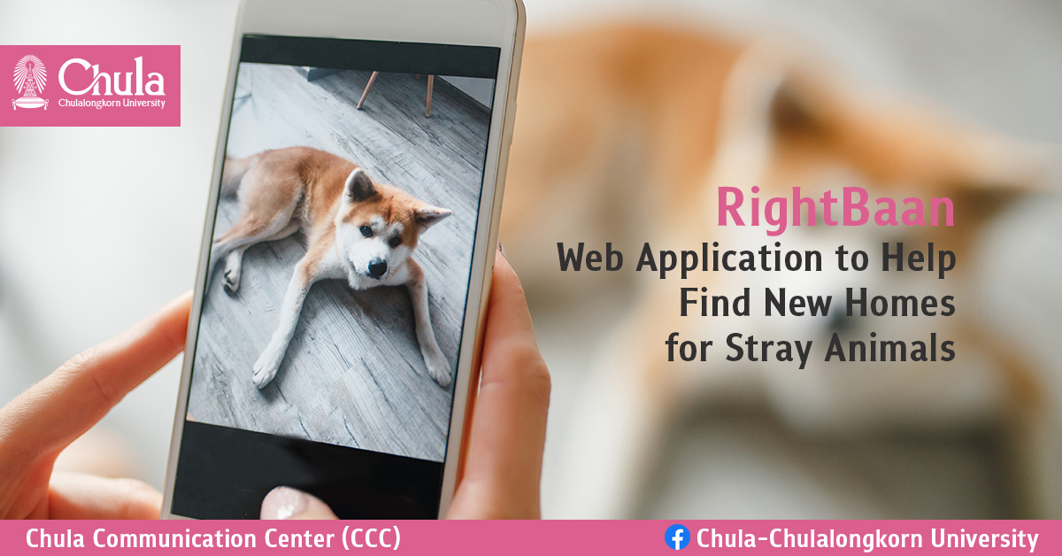 Chula Veterinary Students Developed “RightBaan” Web Application to Help Find New Homes for Stray Animals