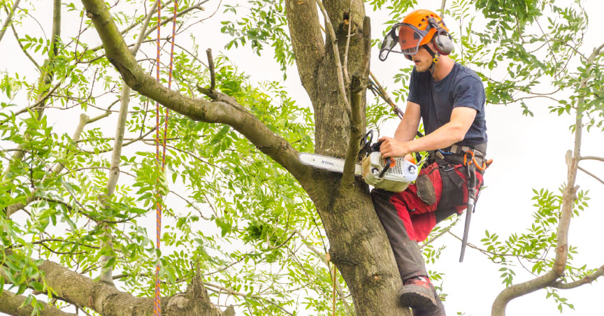 Capital needs a new approach to tree surgery