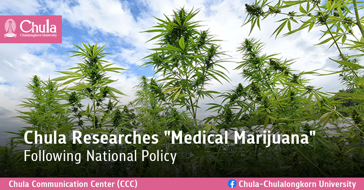 Chula Researches “Medical Marijuana” Following National Policy