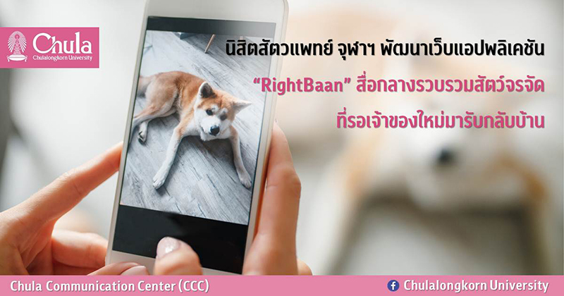 นิสิตสัตวแพทย์ จุฬาฯ พัฒนาเว็บแอปพลิเคชัน “RightBaan” สื่อกลางรวบรวมสัตว์จรจัด ที่รอเจ้าของใหม่มารับกลับบ้าน
