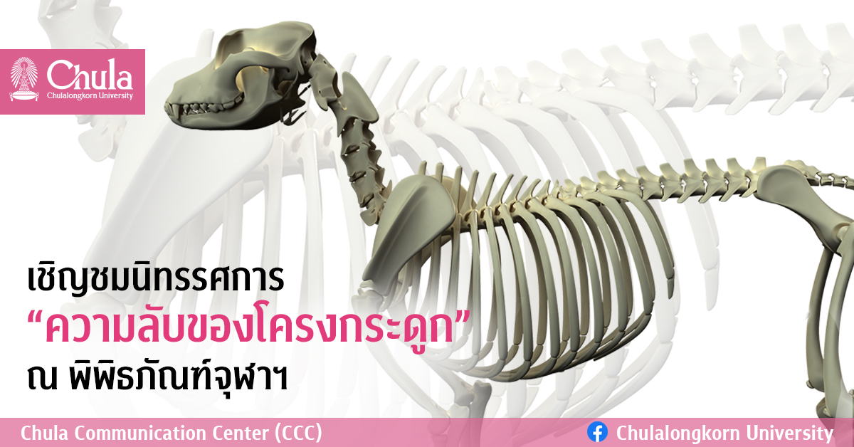 เชิญชมนิทรรศการ “ความลับของโครงกระดูก” ณ พิพิธภัณฑ์จุฬาฯ