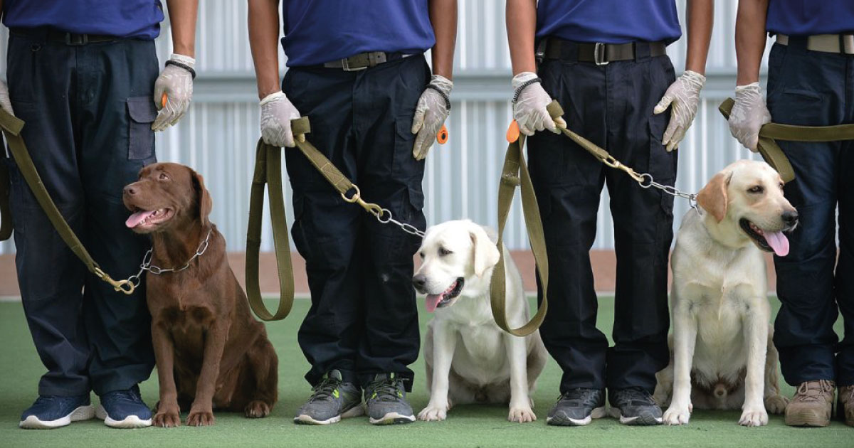 Thailand´s Chulalongkorn University Trains Dogs to Sniff out Covid-19