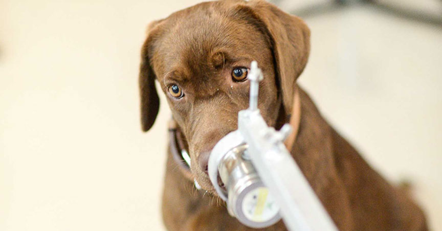 Chula Research team trains dogs to sniff for virus