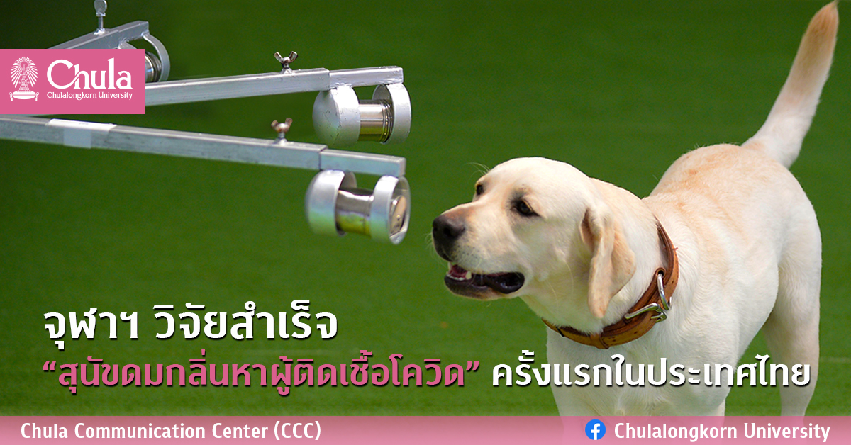 จุฬาฯ วิจัยสำเร็จ “สุนัขดมกลิ่นหาผู้ติดเชื้อโควิด” ครั้งแรกในประเทศไทย
