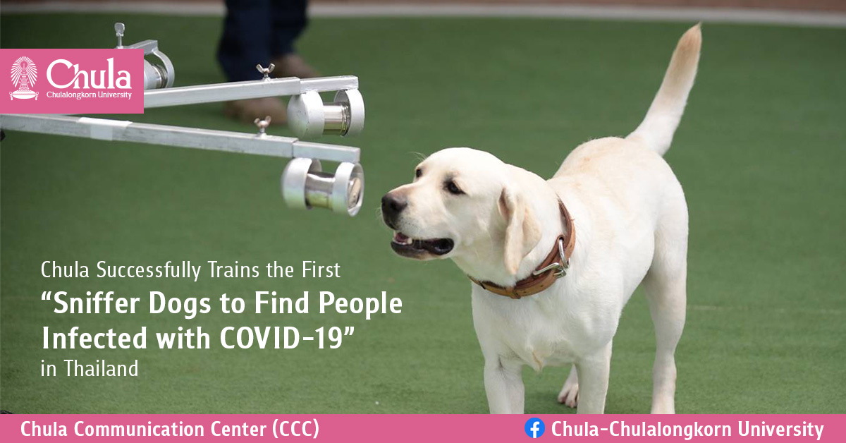 Chula Successfully Trains the First “Sniffer Dogs to Find People Infected with COVID-19” in Thailand