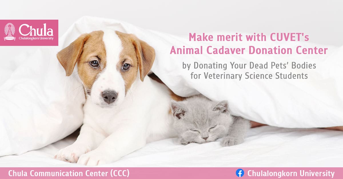 Make merit with CUVET’s Animal Cadaver Donation Center by Donating Your Dead Pets’ Bodies for Veterinary Science Students