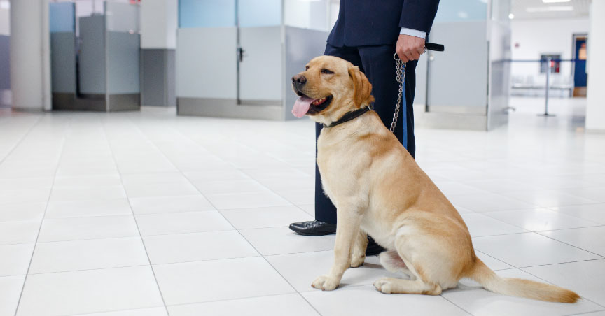 Covid-sniffer Dogs Prepped for Bangkok Streets