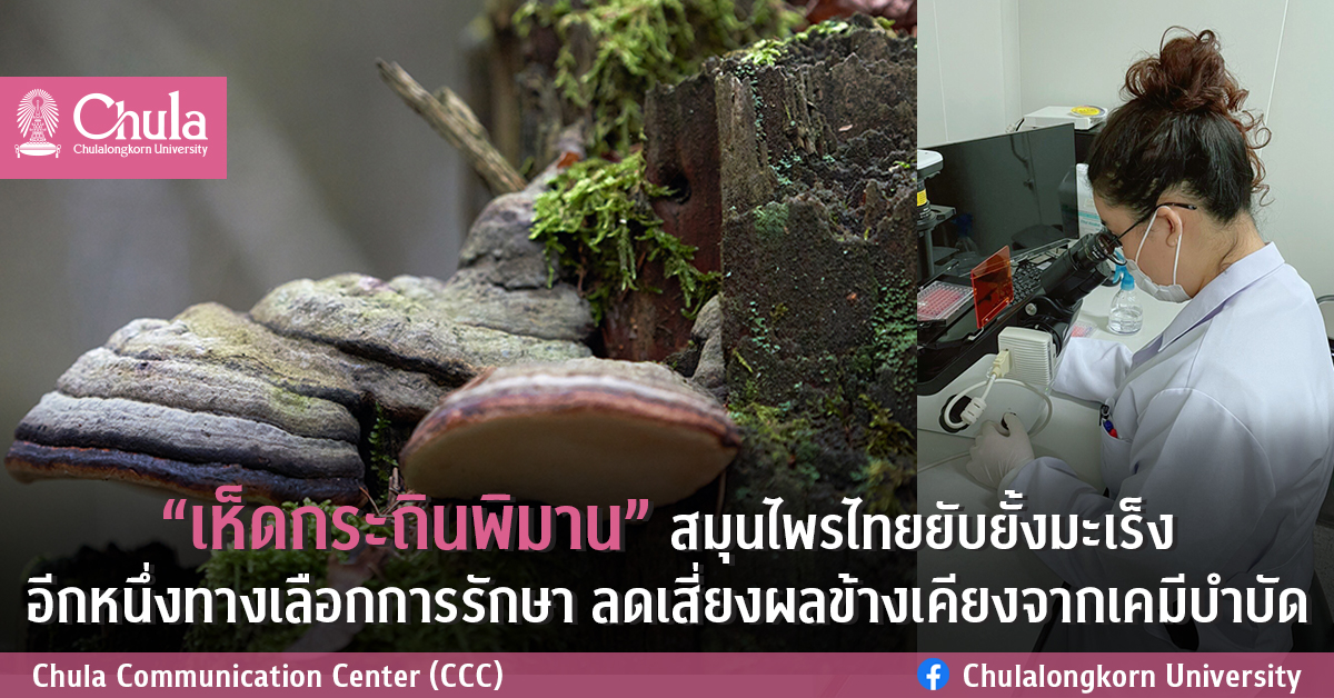 “เห็ดกระถินพิมาน” สมุนไพรไทยยับยั้งมะเร็ง อีกหนึ่งทางเลือกการรักษา ลดเสี่ยงผลข้างเคียงจากเคมีบำบัด