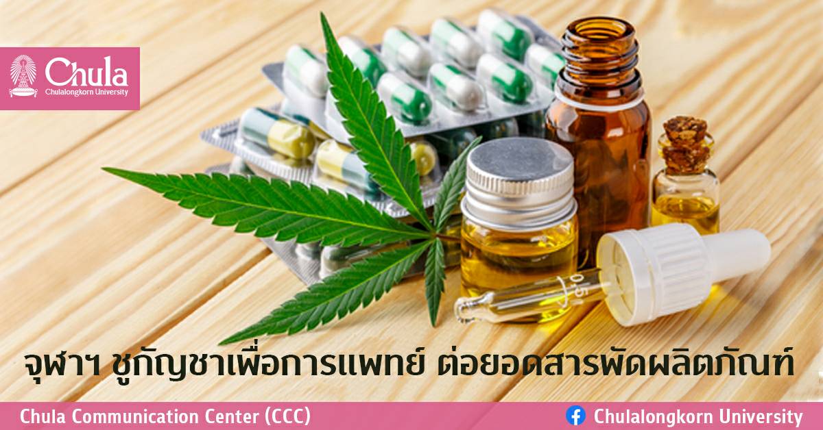 จุฬาฯ ชูกัญชาเพื่อการแพทย์ ต่อยอดสารพัดผลิตภัณฑ์