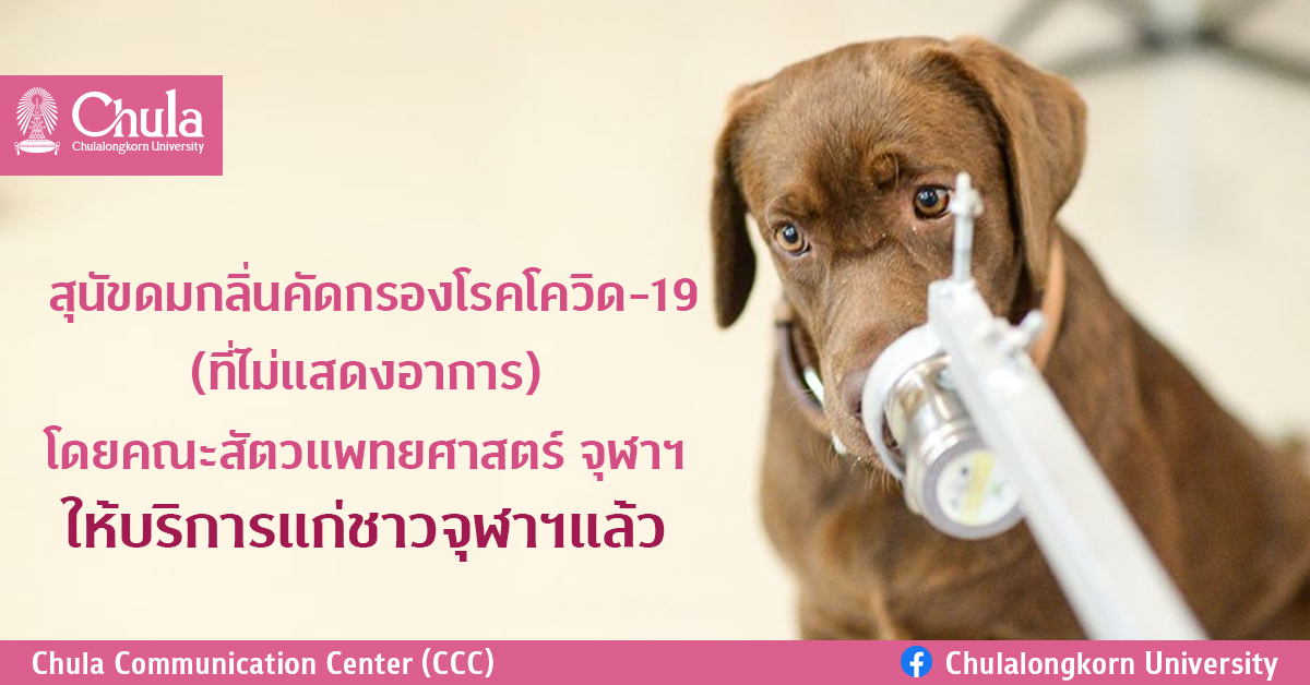 สุนัขดมกลิ่นคัดกรองโรคโควิด-19 (ที่ไม่แสดงอาการ) โดยคณะสัตวแพทยศาสตร์ จุฬาฯ ให้บริการแก่ชาวจุฬาฯแล้ว