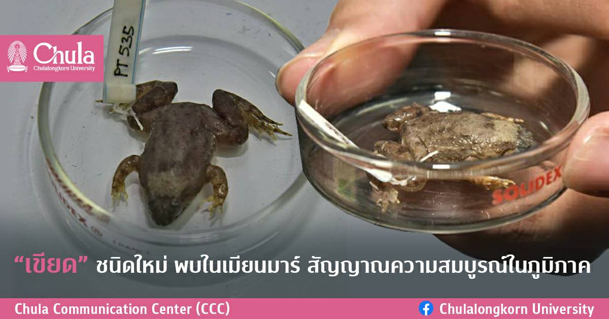 “เขียด” ชนิดใหม่ของโลกพบในเมียนมาร์ ผลงานอาจารย์จุฬาฯ สัญญาณความสมบูรณ์ในภูมิภาคเอเชียตะวันออกเฉียงใต้