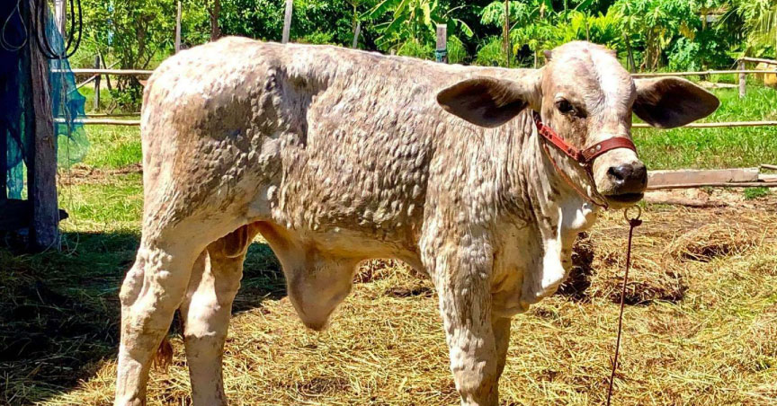 Govt Enlists Chula in Fight against ‘LSD’