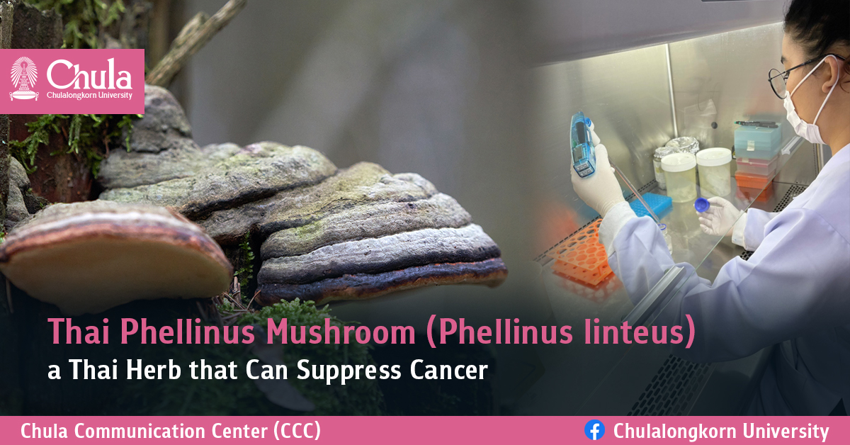 “Thai Phellinus Mushroom (Phellinus linteus)” – a Thai Herb that Can Suppress Cancer —  Another Alternative Treatment to Reduce the Risk of Side Effects from Chemotherapy