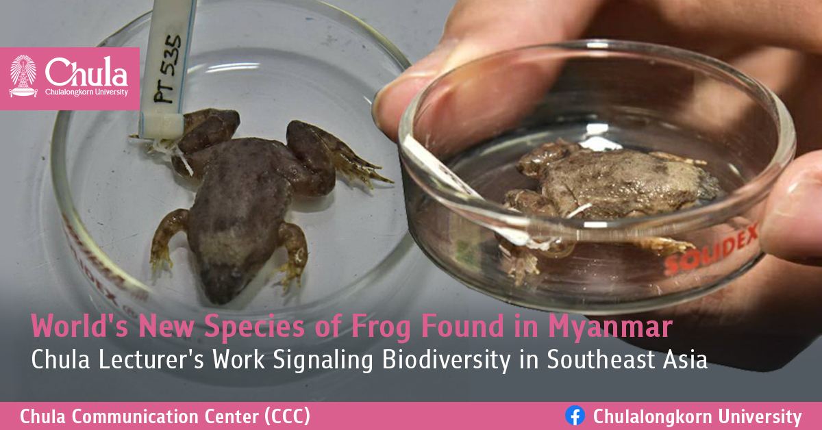 World’s New Species of Frog Found in Myanmar — Chula Lecturer’s Work Signaling Biodiversity in Southeast Asia