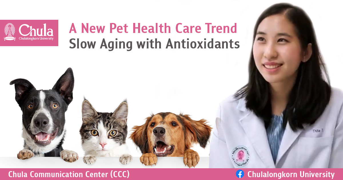 A New Pet Health Care Trend – Slow Aging with Antioxidants