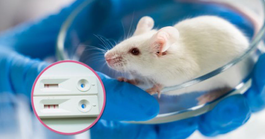 Quick, Inexpensive Leptospirosis Test Strip Kit to Help Lower Death and Disability Risk