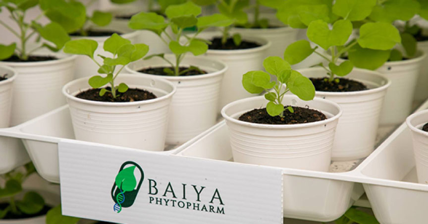 Pilot Plant to Make Tobacco-Based Vaccine Launched in Bangkok