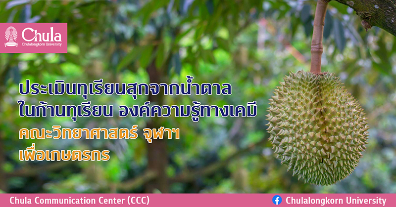 ประเมินทุเรียนสุกจากน้ำตาลในก้านทุเรียนองค์ความรู้คณะวิทย์ จุฬาฯ เพื่อเกษตรกร