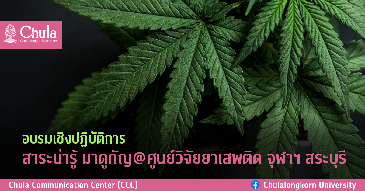 อบรมเชิงปฏิบัติการสาระน่ารู้ มาดูกัญ@ศูนย์วิจัยยาเสพติด จุฬาฯ สระบุรี