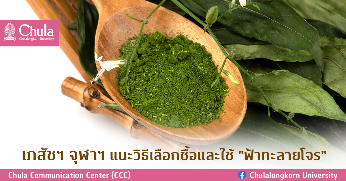 เภสัชฯ จุฬาฯ แนะวิธีซื้อและใช้ “ฟ้าทะลายโจร” เพื่อคุณภาพความปลอดภัยในภาวะวิกฤต
