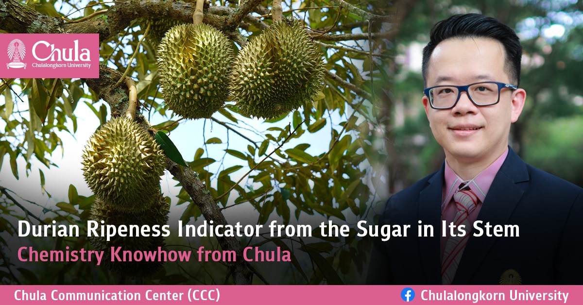 Durian Ripeness Indicator from the Sugar in Its Stem – Chemistry Knowhow from Chula
