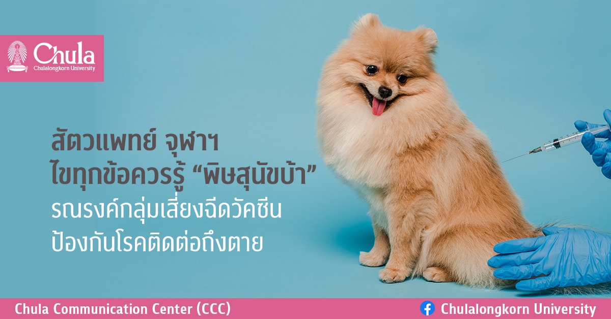 สัตวแพทย์ จุฬาฯ ไขทุกข้อควรรู้ “พิษสุนัขบ้า” รณรงค์กลุ่มเสี่ยงฉีดวัคซีน ป้องกันโรคติดต่อถึงตาย
