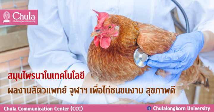 สมุนไพรนาโนเทคโนโลยี ผลงานสัตวแพทย์ จุฬาฯ เพื่อไก่ชนขนงาม สุขภาพดี