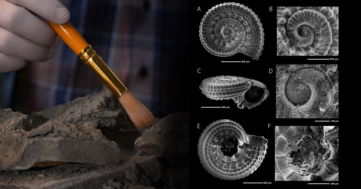Chula Boffins Unearth Ancient Microsnail Fossil
