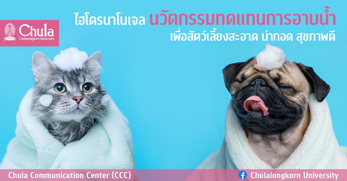ไฮโดรนาโนเจล นวัตกรรมทดแทนการอาบน้ำ เพื่อสัตว์เลี้ยงสะอาด น่ากอด สุขภาพดี