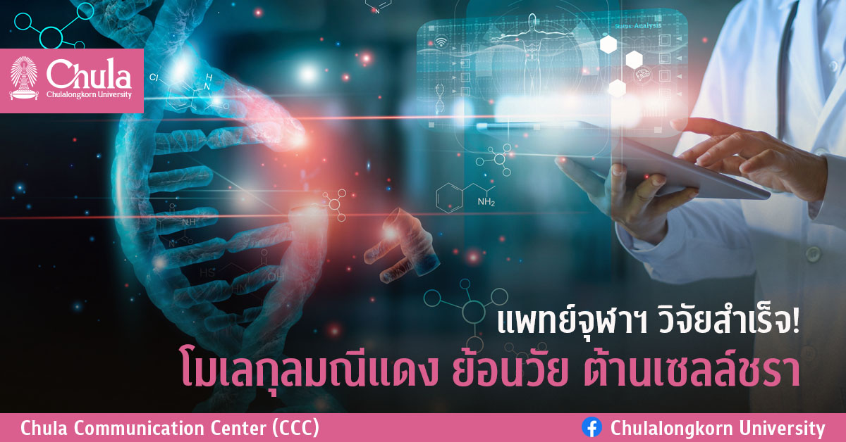 แพทย์จุฬาฯ วิจัยสำเร็จ! โมเลกุลมณีแดง ย้อนวัย ต้านเซลล์ชรา