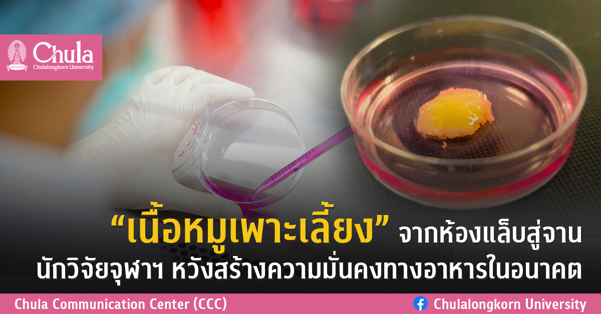 “เนื้อหมูเพาะเลี้ยง” จากห้องแล็บสู่จาน นักวิจัยจุฬาฯ หวังสร้างความมั่นคงทางอาหารในอนาคต