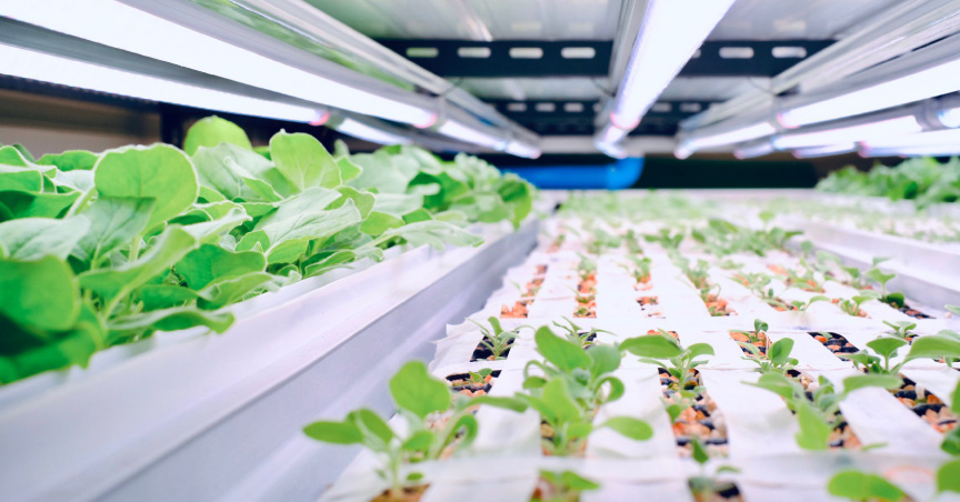 Thai Startup Working on Covid Vax Using Tobacco Leaves