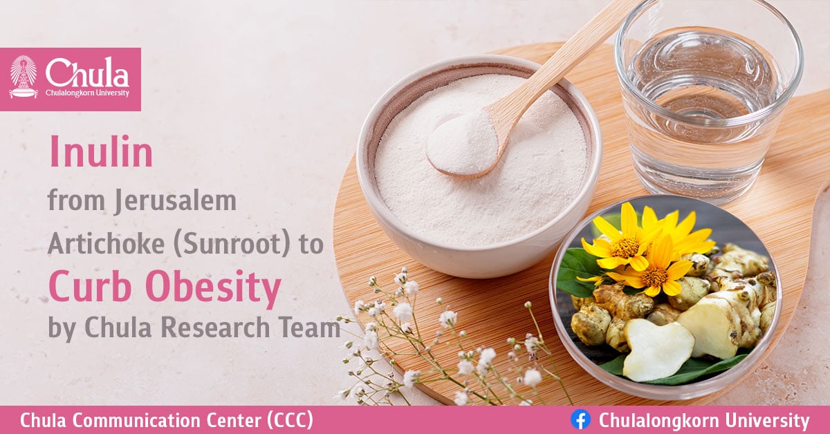Inulin from Jerusalem Artichoke (Sunroot) to Curb Obesity by Chula Research Team