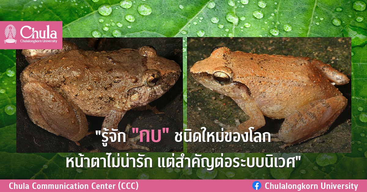 รู้จัก “เขียด-กบ” ชนิดใหม่ของโลก หน้าตาไม่น่ารัก แต่สำคัญต่อระบบนิเวศ