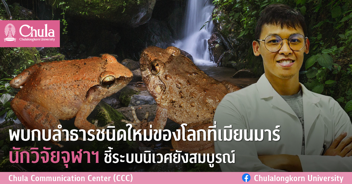 พบกบลำธารชนิดใหม่ของโลกที่เมียนมาร์  นักวิจัยจุฬาฯ ชี้ระบบนิเวศยังสมบูรณ์