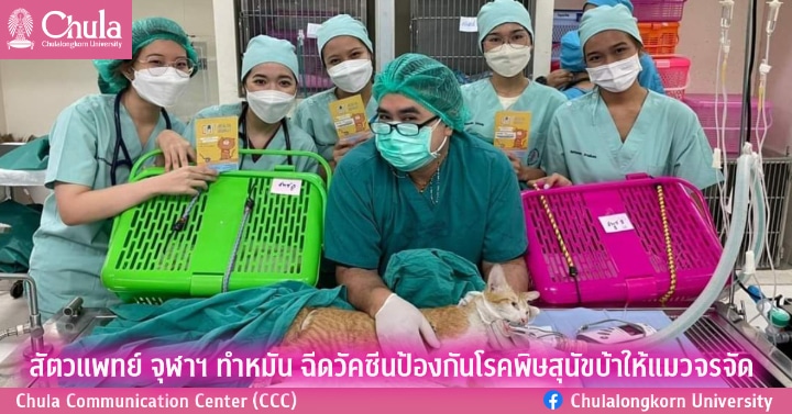 สัตวแพทย์ จุฬาฯ ทำหมัน ฉีดวัคซีนป้องกันโรคพิษสุนัขบ้าให้แมวจรจัด